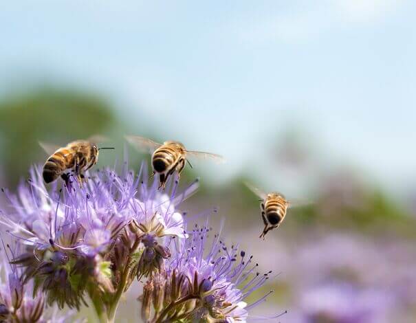 bees flyer over flower