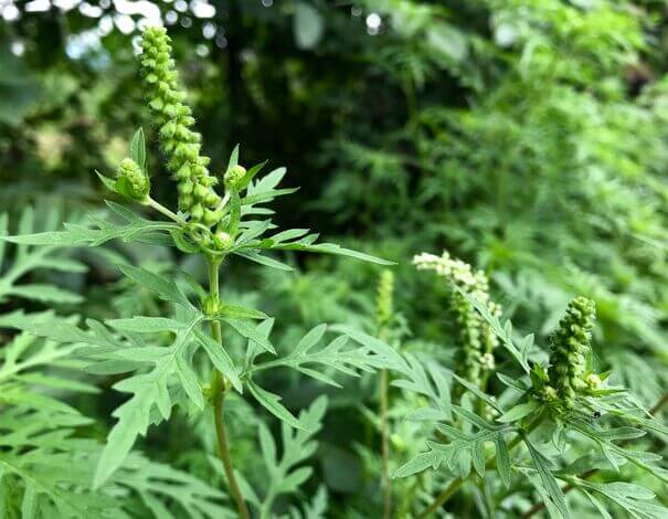 ragweed plant causing allergies
